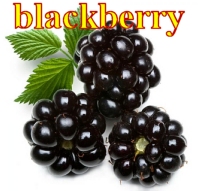 blackberry jeżyna